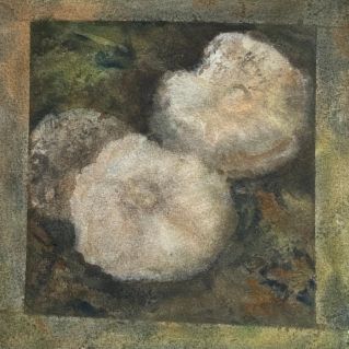 Грибы это космос