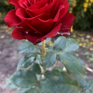 Остановись,мгновение