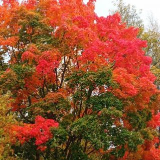 "Осень бывает разная: зеленая, желтая, красная"