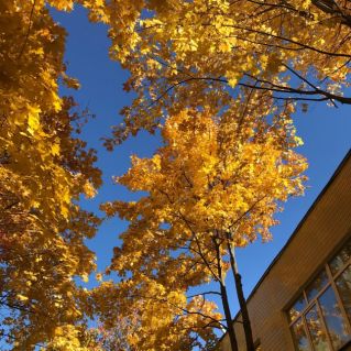 Золотая пора