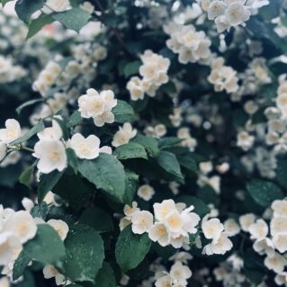 цветы - это улыбка солнца, которая дарит радость.