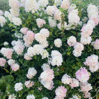 На Земле растут цветы…