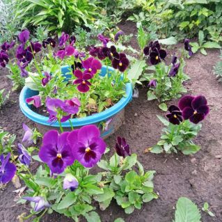 Анютины глазки