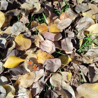 "Осенняя бабочка"