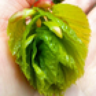 Сердце липы