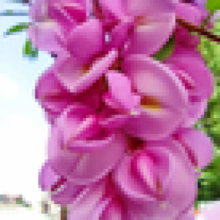 Розовая Леди