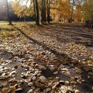 Лёгкая поступь осени...