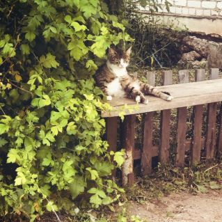 Остановись, мгновенье