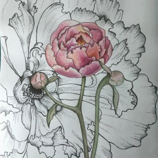 "Пионовое настроение"