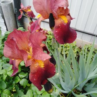 Воспоминание о лете