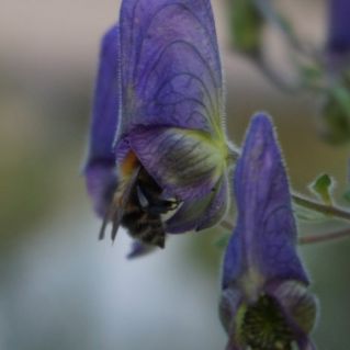 "Пчёлка золотая над цветком порхает"