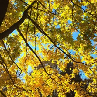 Осенний свет