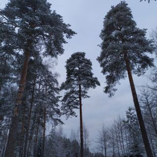 Зимний пейзаж