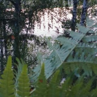 «Осенний лес»