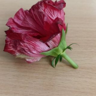 Комнатная роза