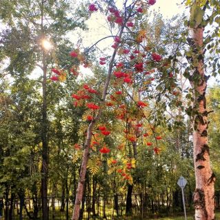 Осенняя пора