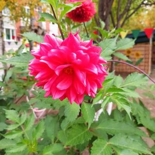 Осенний георгин