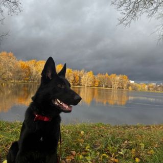 Золото осени