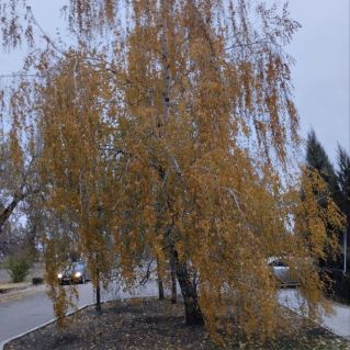 Русская березка в золотом наряде!