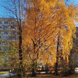 Золотая берёзка в первый снежный день
