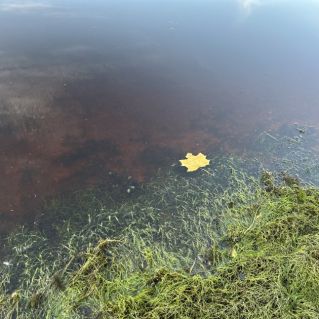 "Осеннее одиночество"