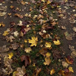 Осенние листья