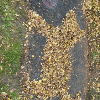 Чудеса листопада