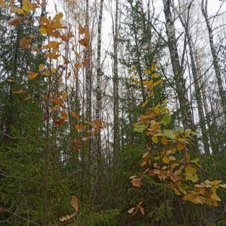 "Платьица подружек"