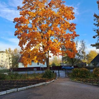 "Осенний клён "