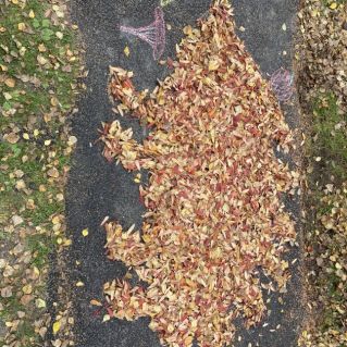 Путешествие ежика за грибами