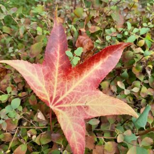 "Осенний подарок"