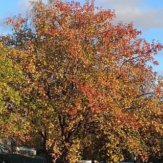 "Дачные красоты"