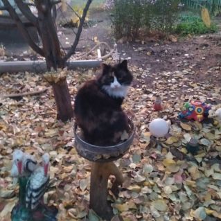 Осенний листопад