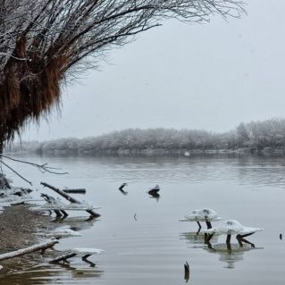 Первый снег над Амуром