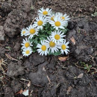 Осенние солнышки-дубочки