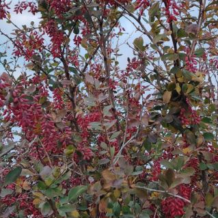 Царство барбариса