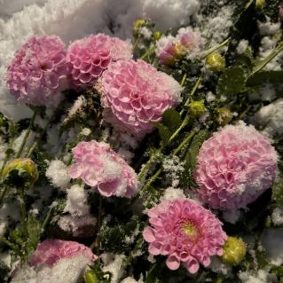 Снежные цветы