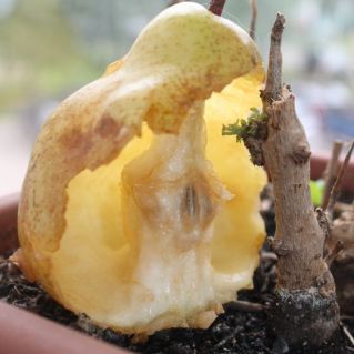 Сладкая груша