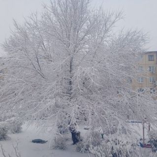 Зимнее дерево