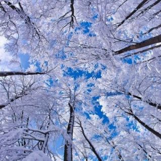 "Снежно-белая реальность"