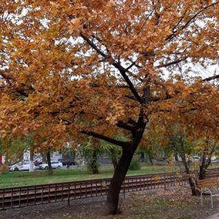 Яркая осень