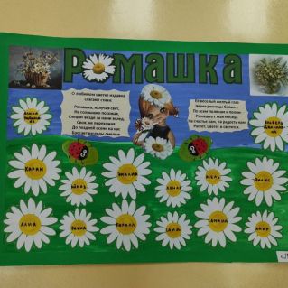 Ромашка-цветок родного края