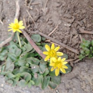 Маленькие вестники Весны