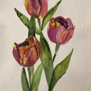 Тюльпаны