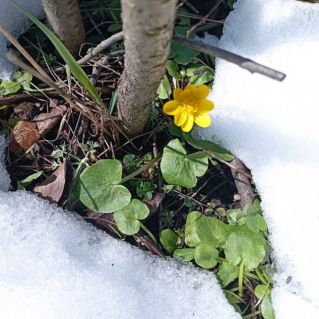 Здравствуй, солнышко!