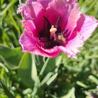 Завтрак в цветке