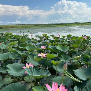 Долина лотосов