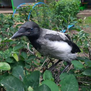 "Любознательная ворона"