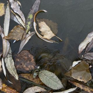 Мгновение жизни