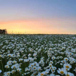 " Ах, лето, лето! "